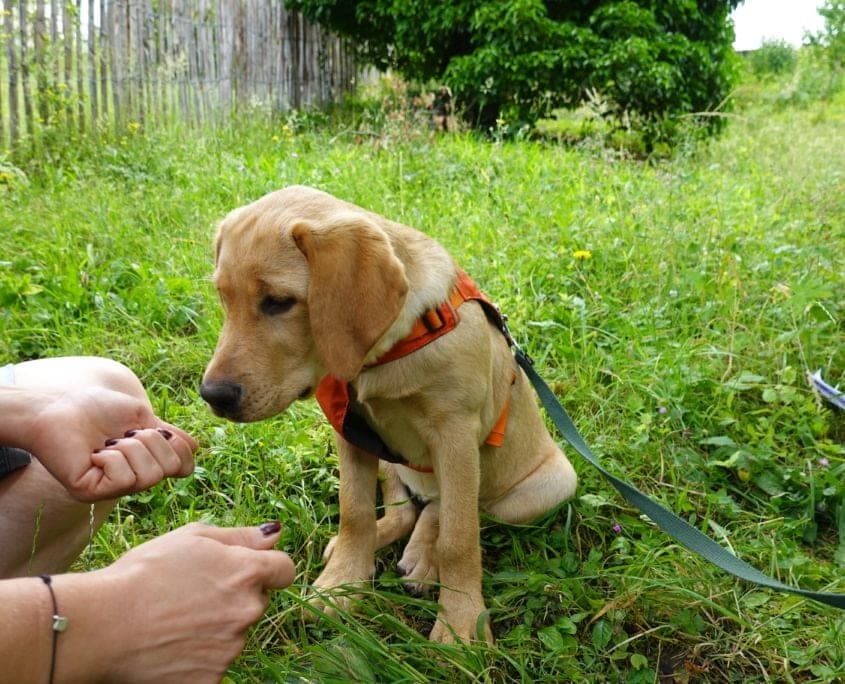 Hund und Besitzerin trainieren zuhause in Schwadorf